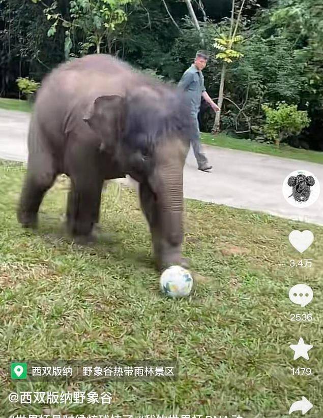 世界杯足球平台代理_用钉子象钩虐待亚洲象?环保组织发起首例公益诉讼世界杯足球平台代理,云南野象谷否认