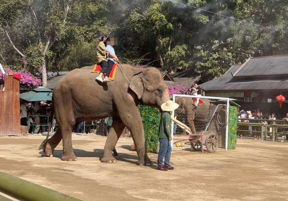 世界杯足球平台代理_用钉子象钩虐待亚洲象?环保组织发起首例公益诉讼世界杯足球平台代理,云南野象谷否认