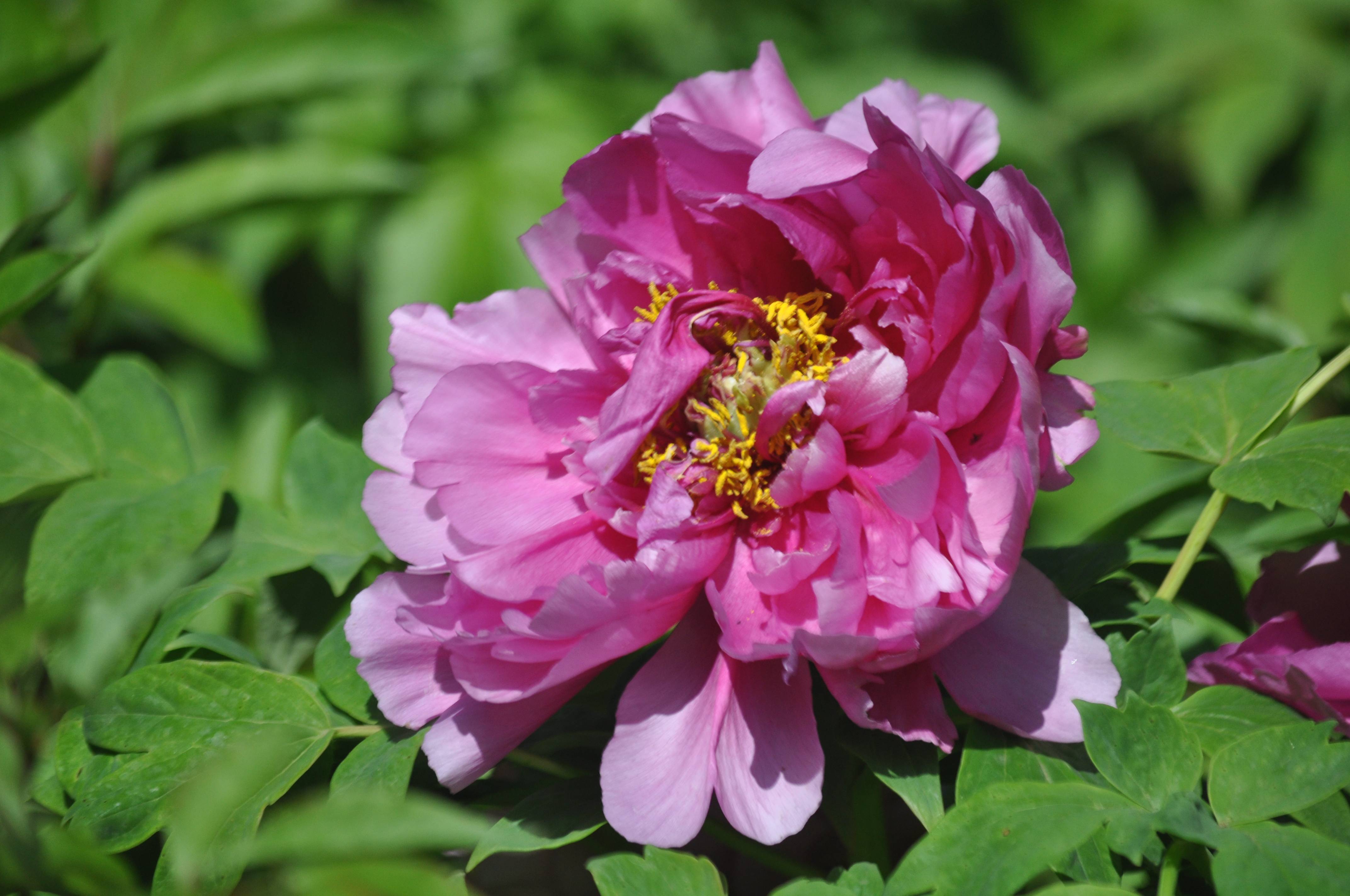 皇冠信用网怎么租_租赁企业租入设备再租出怎么结转成本皇冠信用网怎么租?