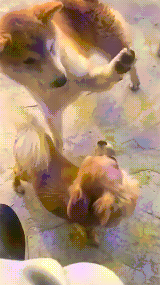 皇冠信用怎么弄_姑娘在热成像下皇冠信用怎么弄,不小心就被发现了秘密,太尴尬了,哈哈哈