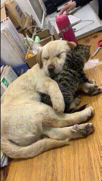 皇冠信用盘怎么弄_轻松一刻:用了这么久的表情包皇冠信用盘怎么弄,今天终于见到真人版了,哈哈哈