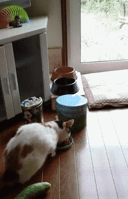 皇冠信用盘怎么弄_轻松一刻:用了这么久的表情包皇冠信用盘怎么弄,今天终于见到真人版了,哈哈哈