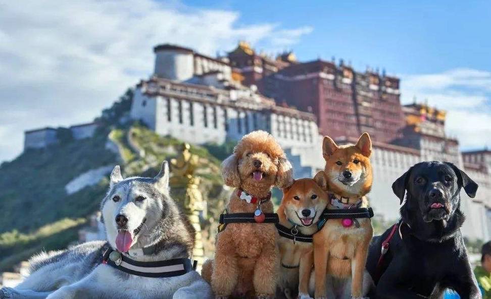 皇冠信用网去哪里弄_“养狗”和“不养狗”的人皇冠信用网去哪里弄,过的生活是不一样的