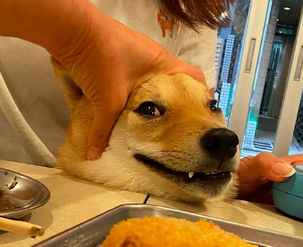 皇冠信用网去哪里弄_“养狗”和“不养狗”的人皇冠信用网去哪里弄,过的生活是不一样的