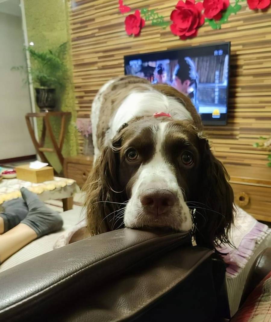 皇冠信用网去哪里弄_“养狗”和“不养狗”的人皇冠信用网去哪里弄,过的生活是不一样的