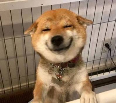 皇冠信用网去哪里弄_“养狗”和“不养狗”的人皇冠信用网去哪里弄,过的生活是不一样的