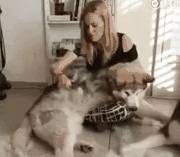 皇冠信用网去哪里弄_“养狗”和“不养狗”的人皇冠信用网去哪里弄,过的生活是不一样的