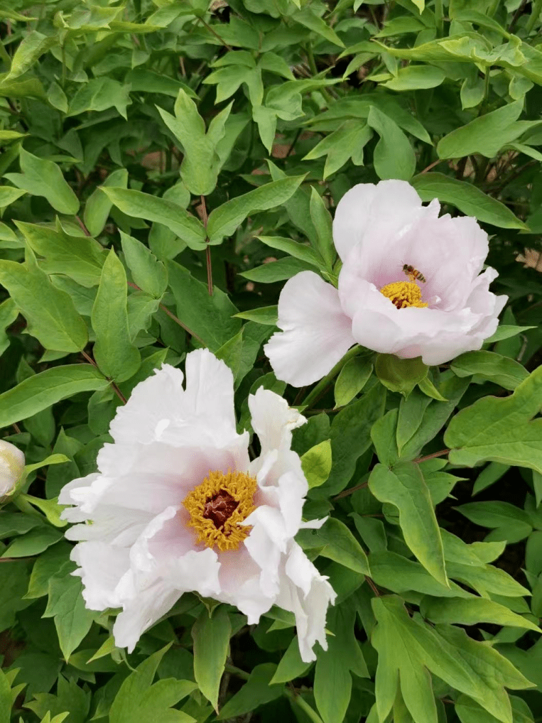 皇冠体育_@全体校友皇冠体育,齐鲁工业大学牡丹鉴赏通道开启!