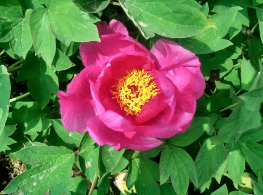 皇冠体育_@全体校友皇冠体育,齐鲁工业大学牡丹鉴赏通道开启!