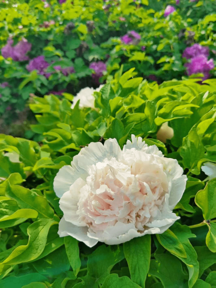 皇冠体育_@全体校友皇冠体育,齐鲁工业大学牡丹鉴赏通道开启!