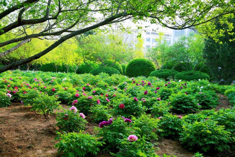 皇冠体育_@全体校友皇冠体育,齐鲁工业大学牡丹鉴赏通道开启!