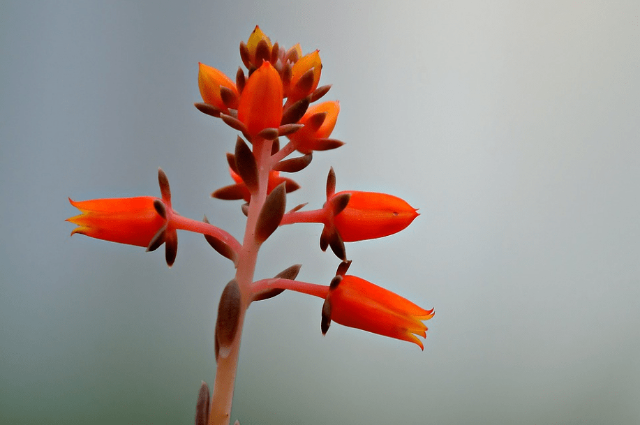 信用网怎么开户_商品期权开户交易难不难信用网怎么开户?怎么分析?