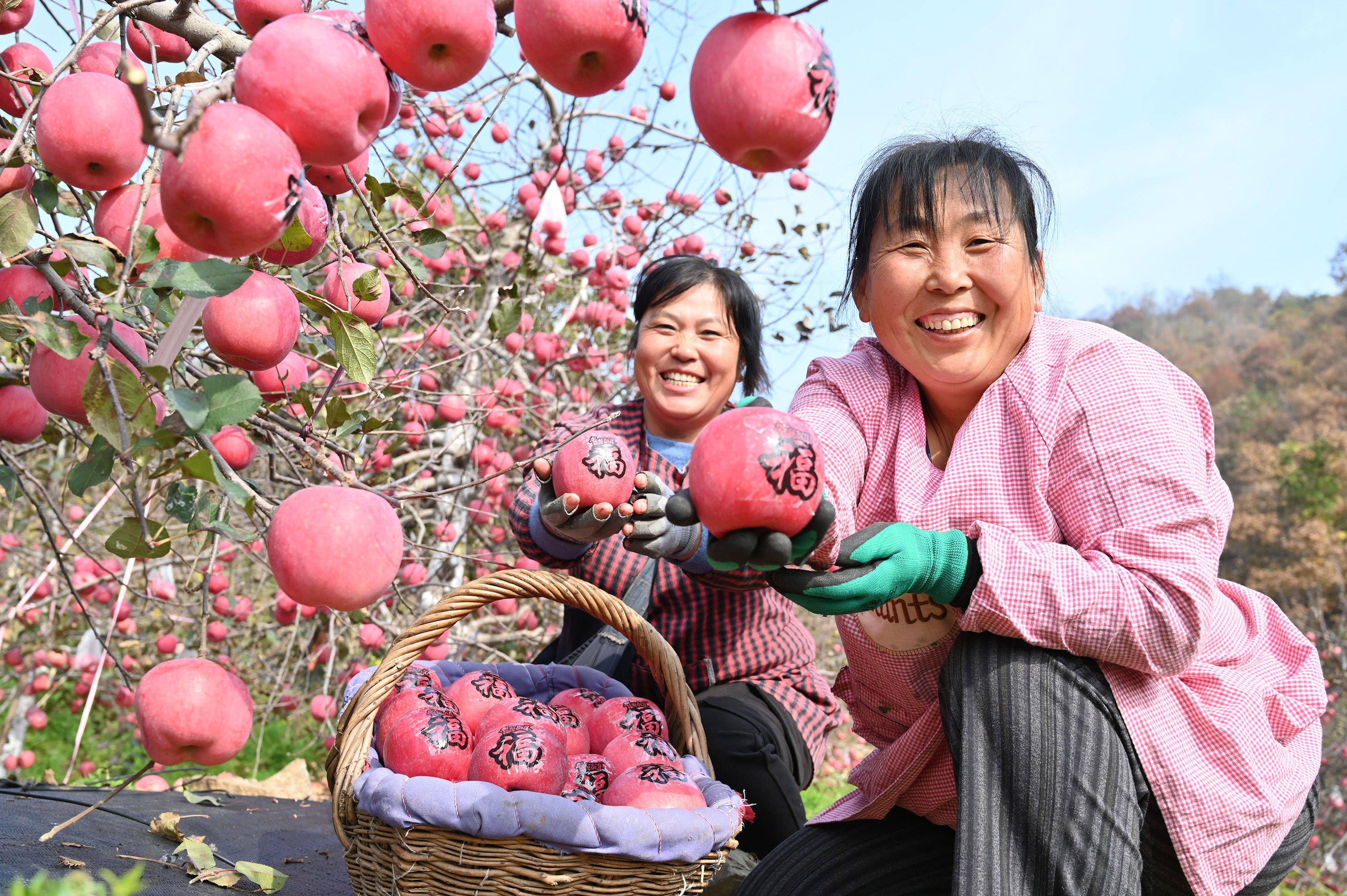 正版皇冠信用盘开户_郑州商品交易所:数字化赋能农产品期货 持续提升“中国价格”国际影响力