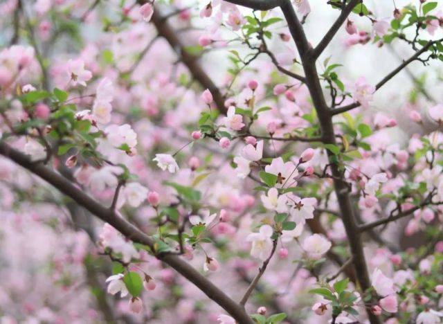 皇冠信用网登1_武汉轻工大学好不好?再度登榜全球前1%皇冠信用网登1,实力斐然