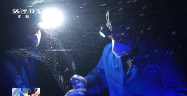 信用網怎么开户_全球仅千只信用網怎么开户!在哀牢山邂逅“世界上最神秘的鸟”