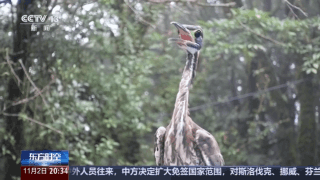 信用網怎么开户_全球仅千只信用網怎么开户!在哀牢山邂逅“世界上最神秘的鸟”