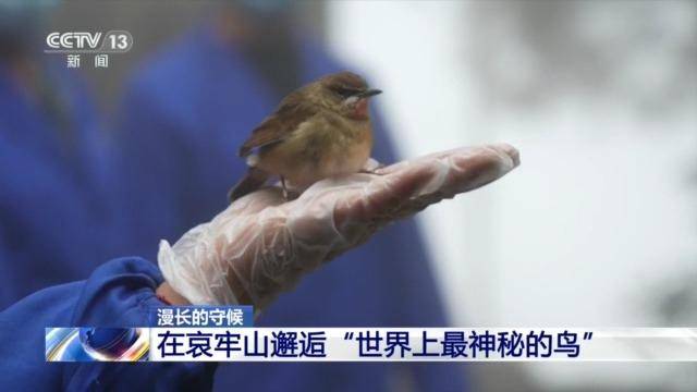 信用網怎么开户_全球仅千只信用網怎么开户!在哀牢山邂逅“世界上最神秘的鸟”