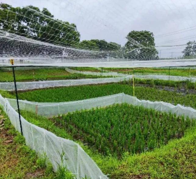 皇冠会员如何申请_曾经遍地的“田鸡”十几年看不到一只皇冠会员如何申请,国家二级保护动物正拼命回归