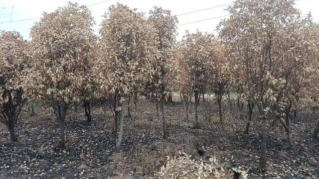 皇冠信用网如何注册_群众近千棵桂花树被烧死皇冠信用网如何注册,为何不立案?驻马店回应