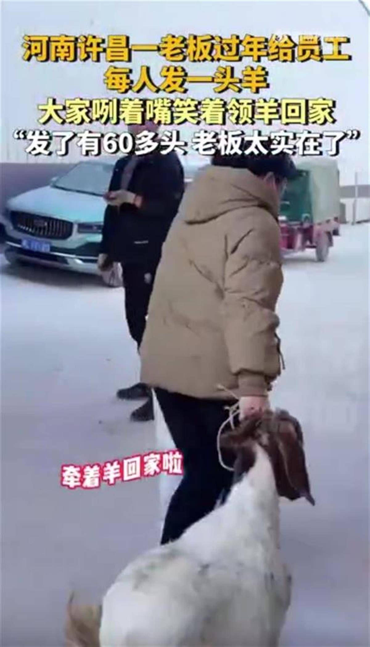 mos066皇冠_河南一公司给60多名员工每人发一头羊mos066皇冠,员工:太实在了,跟着老板有肉吃!