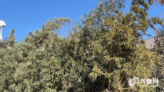 皇冠信用网需要押金吗_山东初三初四将迎蛇年首轮大范围雨雪 北风阵风6~7级