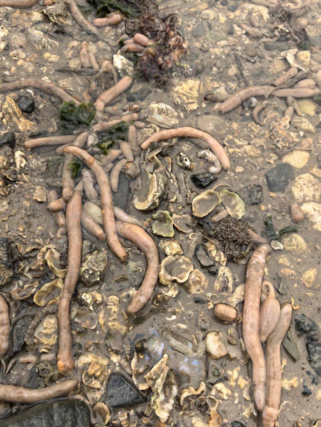 皇冠代理管理端_密密麻麻皇冠代理管理端!大连一海滨出现大量“海肠”状生物……