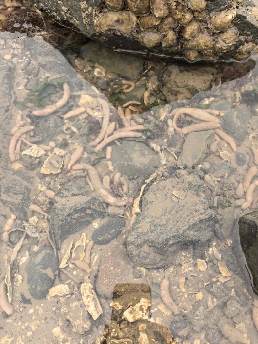 皇冠代理管理端_密密麻麻皇冠代理管理端!大连一海滨出现大量“海肠”状生物……