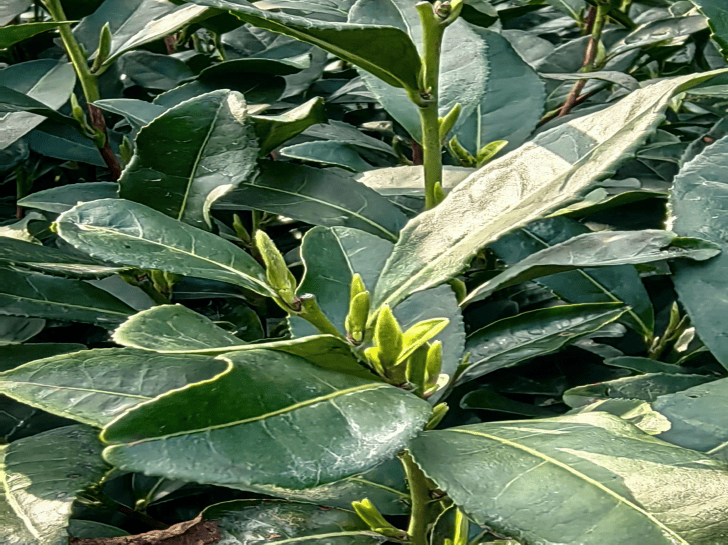 皇冠信用网代理出租_最低-2℃！明起正式告别皇冠信用网代理出租，杭州将持续一周