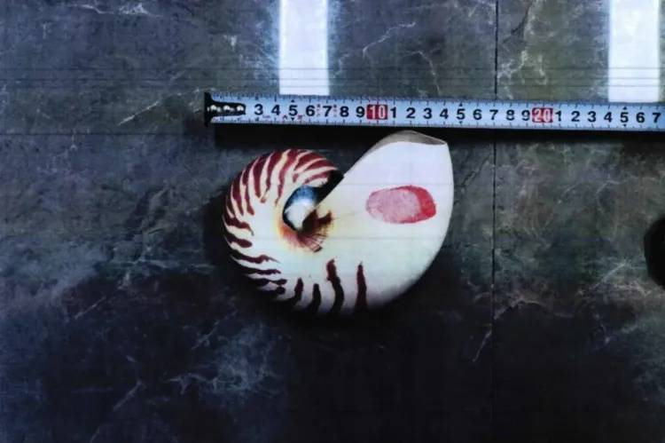 皇冠信用網登2代理
_女子网购“漂亮东西”皇冠信用網登2代理
,警察找上门!别侥幸,犯法!