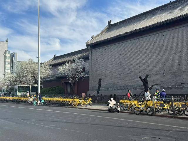 皇冠信用網结算日_大风吹倒雍和宫外白碧桃皇冠信用網结算日，园林部门称将移植到苗圃救治