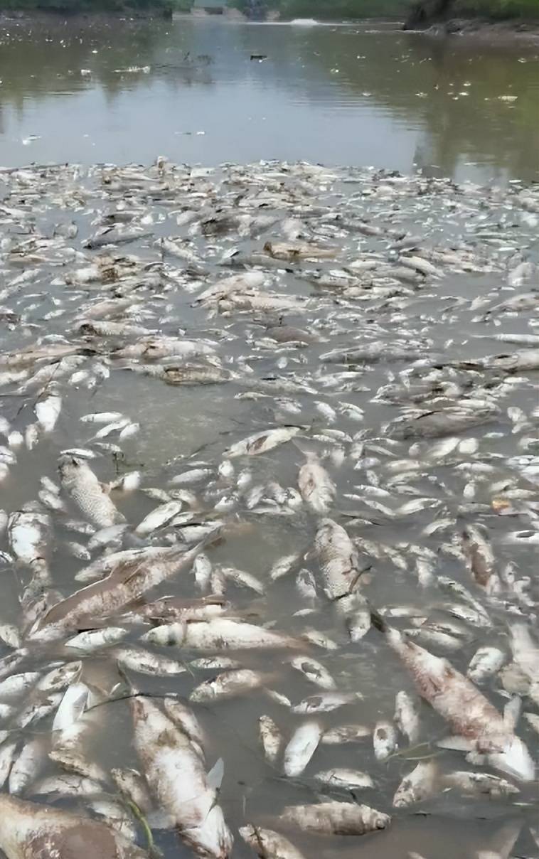 皇冠信用網开户_街道办违法强拆120亩鱼塘皇冠信用網开户，致37万斤鱼损失被判赔380万，回应称无赔付能力可法拍资产抵债