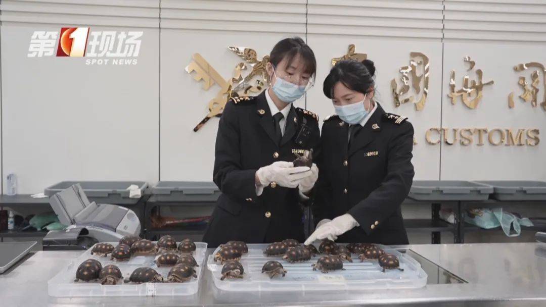 皇冠信用網哪里申请_女子腰腹部异常鼓起皇冠信用網哪里申请！一查发现28只活的…