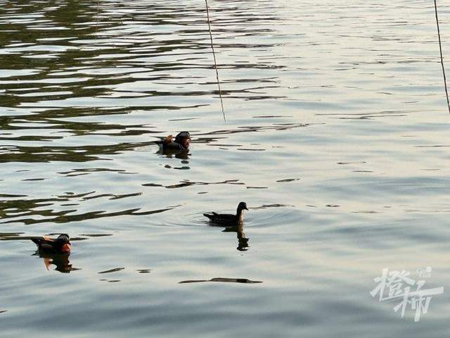 皇冠信用網登3代理申请
_西湖里的鸳鸯被弹弓打死? 景区介入调查皇冠信用網登3代理申请
,已初步锁定伤害小鸳鸯的人