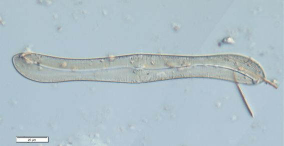 皇冠信用网平台开户_上海发现神秘生物皇冠信用网平台开户！中国从未记录！会咬人吗？官方回应！