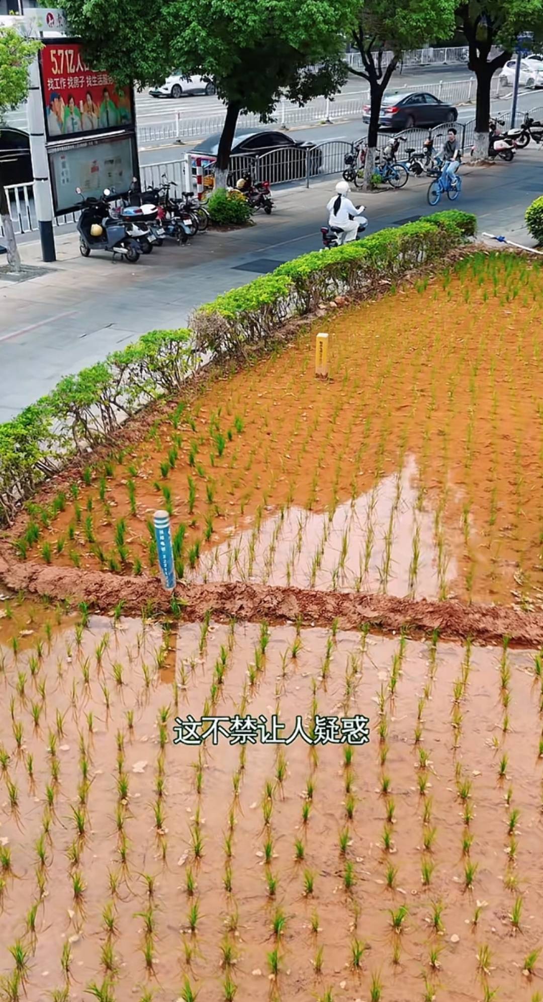 皇冠信用登2代理网址
_谁种的?东莞闹市区绿化带惊现水稻皇冠信用登2代理网址
,网友化身福尔摩斯来探案,家居广场:商户提的建议