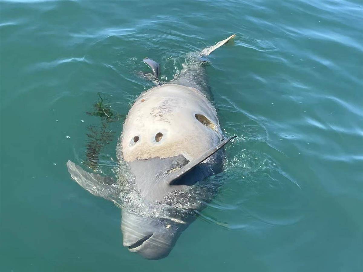 皇冠信用盘代理占成
_大连海域发现带圆孔的江豚尸体皇冠信用盘代理占成
,疑是鱼枪所致,专家:系国家二级保护动物,死因尚不好判断