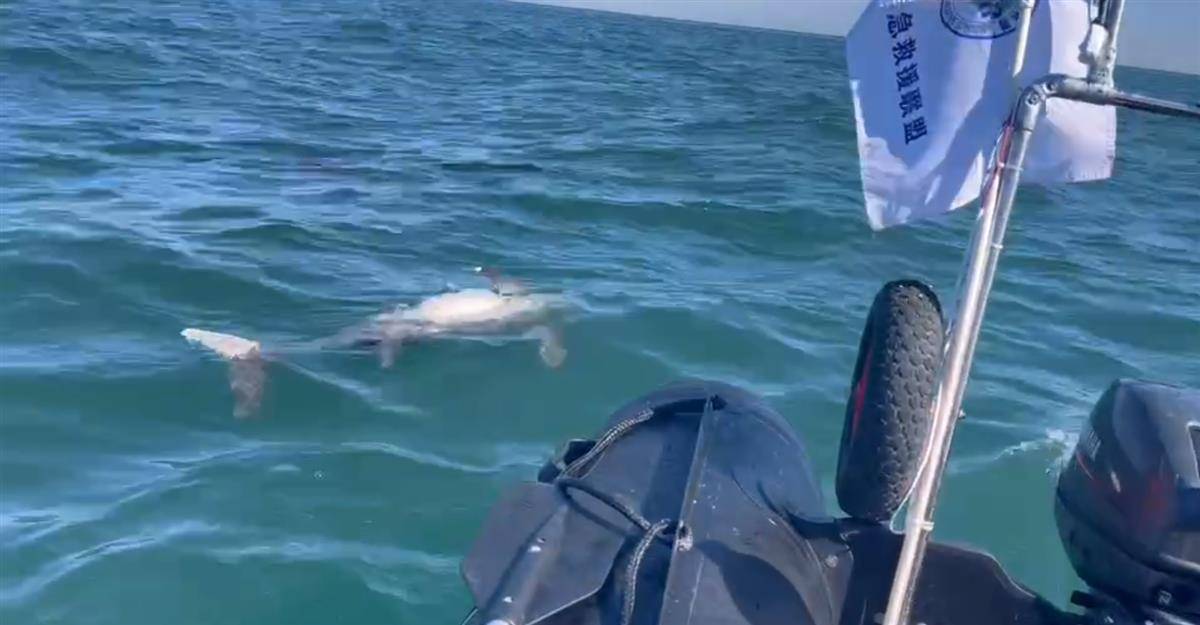 皇冠信用盘代理占成
_大连海域发现带圆孔的江豚尸体皇冠信用盘代理占成
,疑是鱼枪所致,专家:系国家二级保护动物,死因尚不好判断