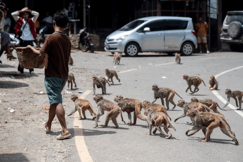 信用网怎么开户_印度女子煮水洗澡遭猴群袭击信用网怎么开户，惊吓中热水泼到自己身上，烫伤身亡
