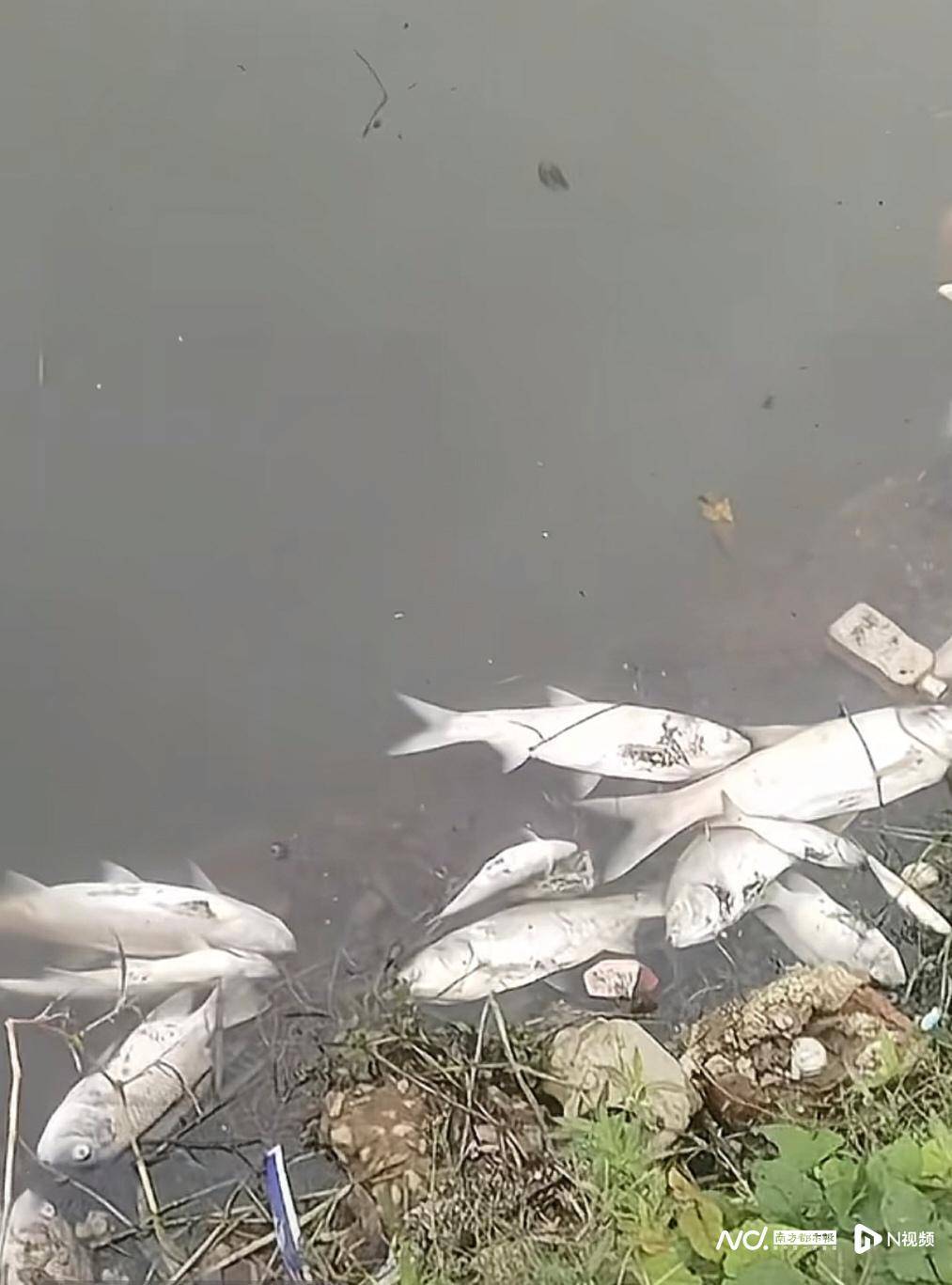 皇冠信用网哪里申请_东莞寒溪河出现大片死鱼皇冠信用网哪里申请！官方回应：天气原因