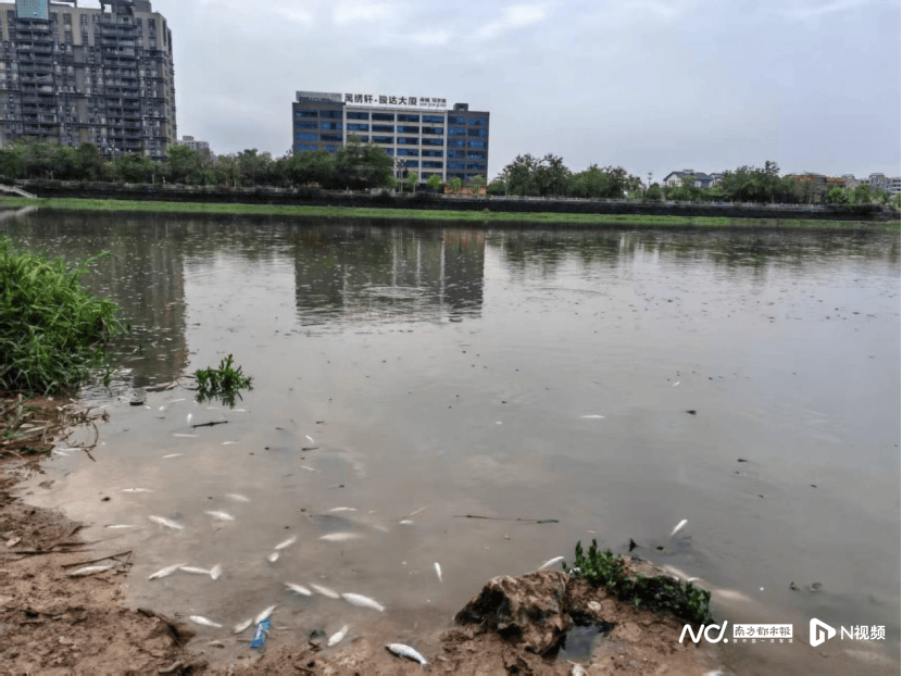 皇冠信用网哪里申请_东莞寒溪河出现大片死鱼皇冠信用网哪里申请！官方回应：天气原因
