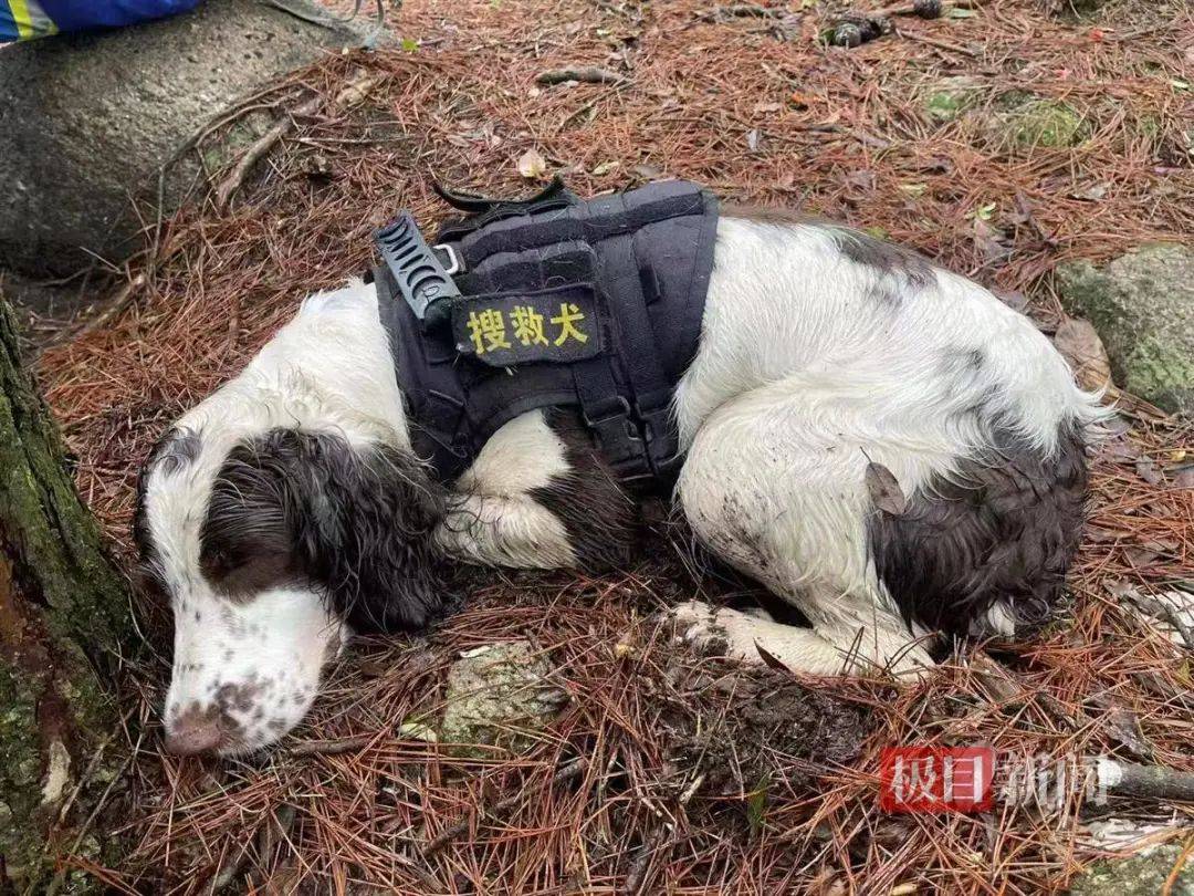 信用平台出租_2只搜救犬受伤信用平台出租！发现福建8岁失踪男孩的脚印和糖纸？搜救人员回应
