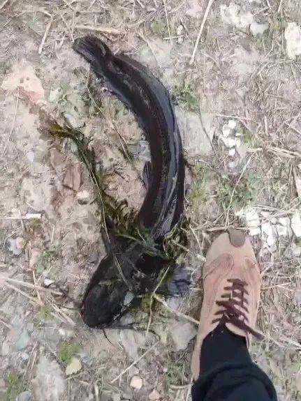 皇冠信用网代理注册
_大连西山水库出现成群黑色大鱼皇冠信用网代理注册
,最长近一米!疑有人放生外来物种