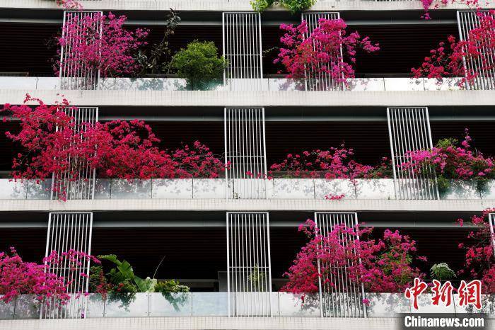 皇冠公司的代理怎么拿
_成都一栋30层高居民楼被三角梅扮靓