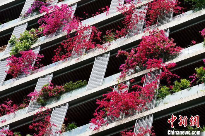 皇冠公司的代理怎么拿
_成都一栋30层高居民楼被三角梅扮靓