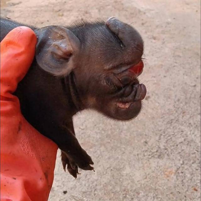 怎么申请皇冠信用網_猪生象？云南一母猪诞下两只猪仔形似大象怎么申请皇冠信用網，专家回应