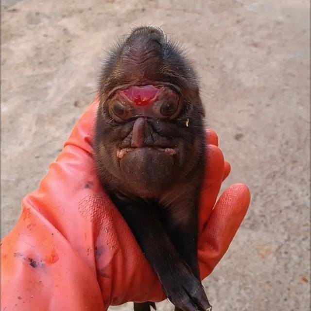 怎么申请皇冠信用網_猪生象？云南一母猪诞下两只猪仔形似大象怎么申请皇冠信用網，专家回应