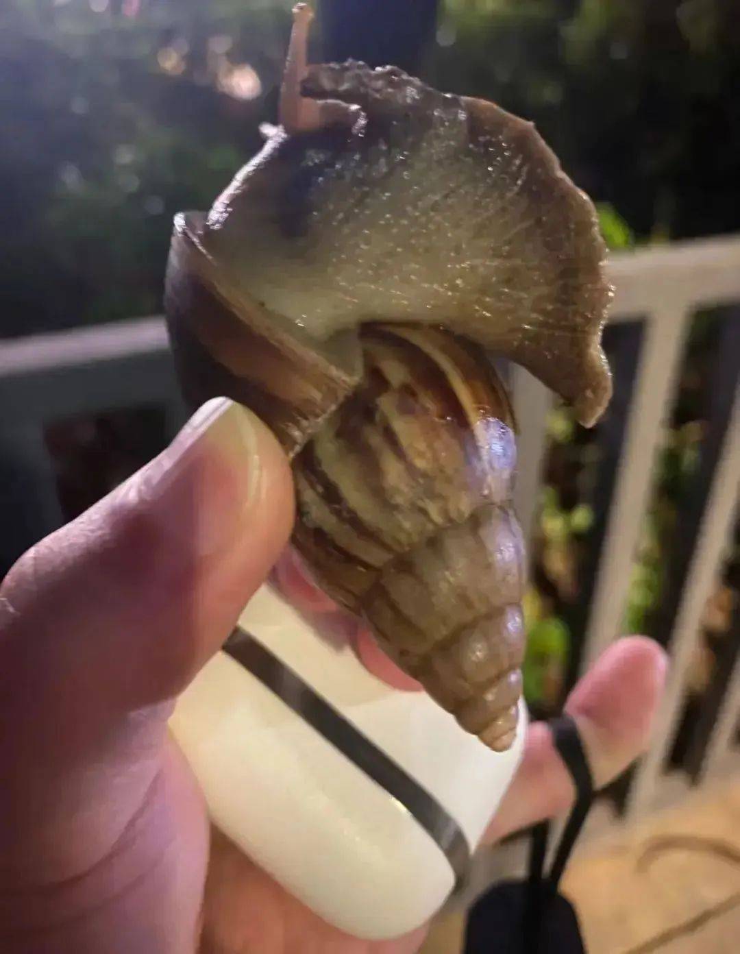 皇冠信用網代理_别碰！别吃！别养！一只就携带100条虫皇冠信用網代理，看到赶紧远离