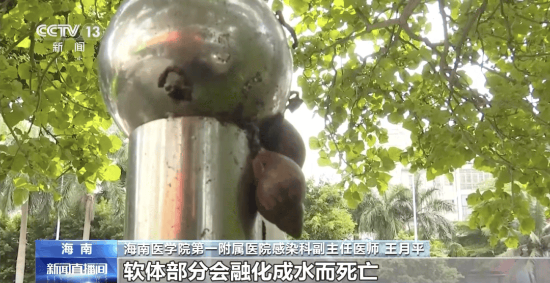 皇冠信用網代理_别碰！别吃！别养！一只就携带100条虫皇冠信用網代理，看到赶紧远离