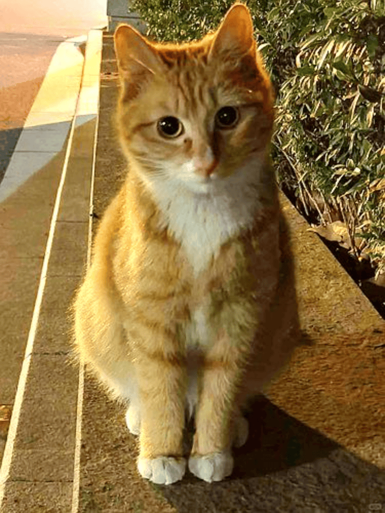 信用网如何申请_南京大学校庆日“校猫”被钢珠打碎头骨？校保卫处：看了一夜监控信用网如何申请，暂未锁定嫌疑人