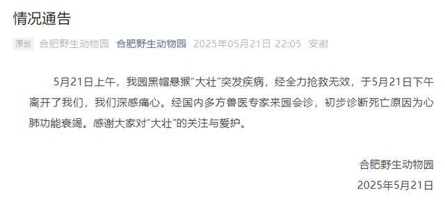 皇冠登3管理出租
_网红猴“大壮”突然离世皇冠登3管理出租
!曾因方脸“丑”出圈